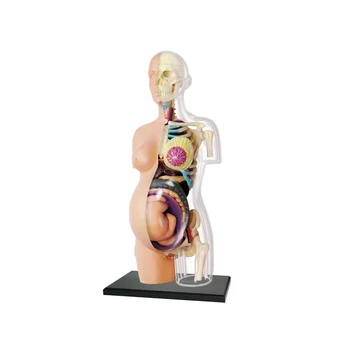 4D MASTER 8-инчов прозрачен анатомическая модел на човешкото тяло за бременни, скелет на човек, Анатомическая модел 