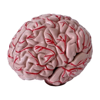 PVC Модел на Мозъка Ударопрочная, устойчив на разкъсване И надраскване За трайност на 8 парчета.